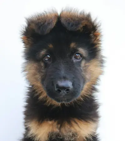 German Shepherd puppy portrait with floppy ears