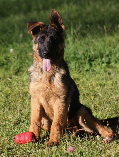 German Shepherd puppy sitting on grass with a red toy