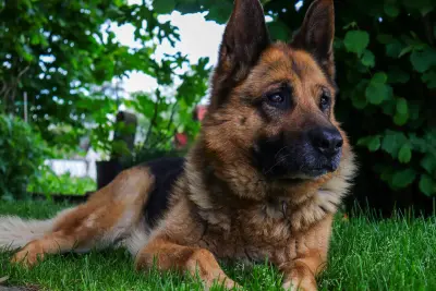 German Shepherd relaxing on garden grass