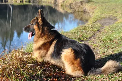 German Shepherd resting by a pond on a sunny day