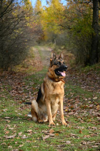 German Shepherd sitting on a leaf-covered autumn trail