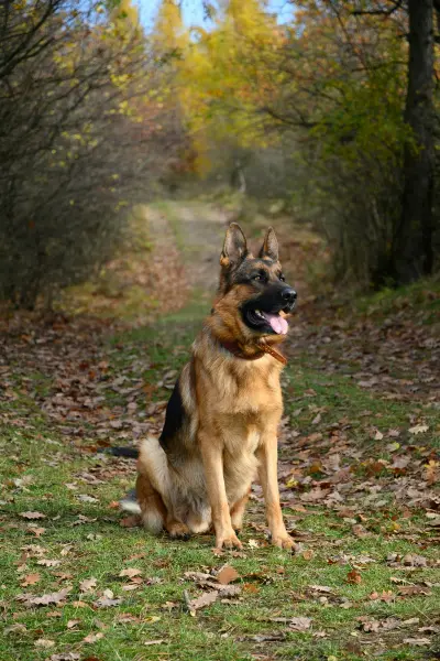 German Shepherd sitting on a leaf-covered autumn trail