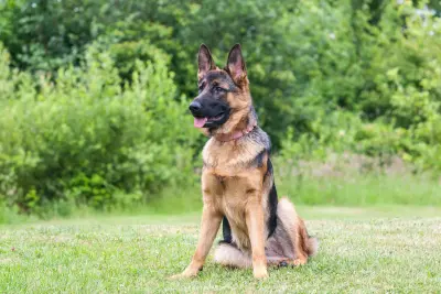 German Shepherd sitting in a green summer field