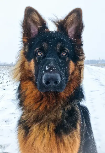 German Shepherd face closeup with snow on nose and fur