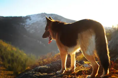 German Shepherd standing on rocks overlooking mountains at sunrise
