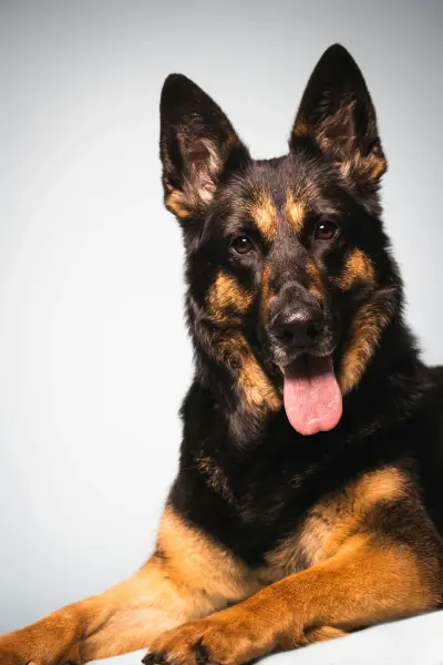 German Shepherd lying down against a white background