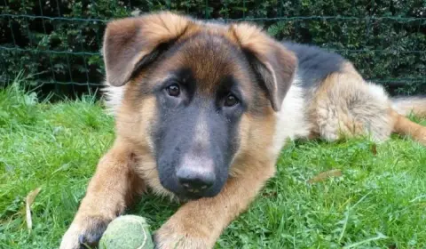 German Shepherd with ears down indicating anxiety