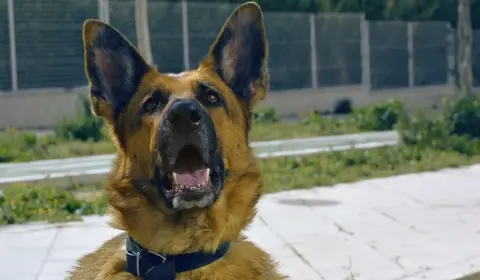 Alert German Shepherd outdoors with its mouth open mid-vocalization, the demand sound owners learn to read