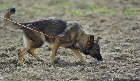 German Shepherd breed characteristics