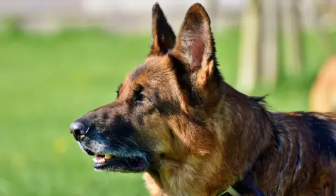 German Shepherd making eye contact with handler during recall training, the focused-attention signal a reliable come is built on