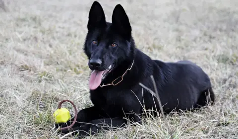 Double coated German Shepherds