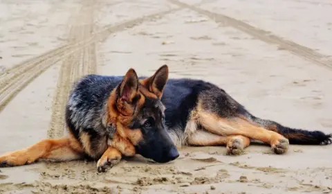 Best food for German Shepherd to gain weight