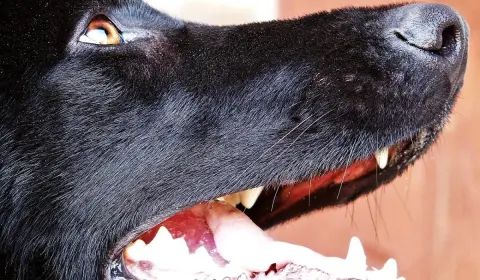 13 common German Shepherd health problems