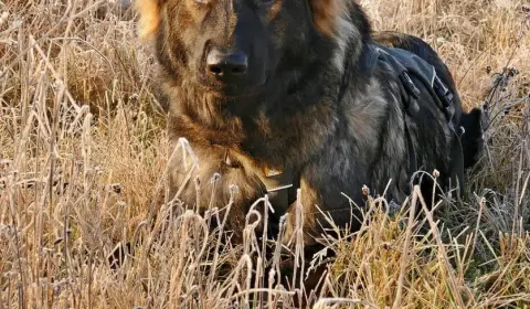 History of the German Shepherd