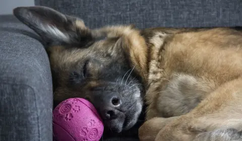 How long do German Shepherds live