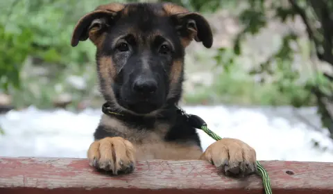 German Shepherd puppy guide