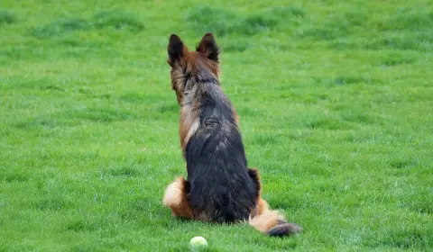 German Shepherd rescue and adoption