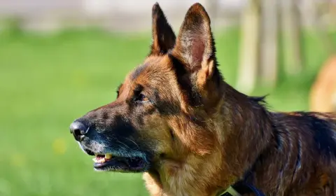 German Shepherd walking calmly on a loose leash, the relaxed-but-attentive position reward-based leash training is meant to produce