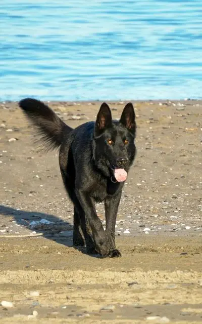 Healthy black German Shepherd trotting along a beach — a thriving adult is the real test of any diet, not the marketing