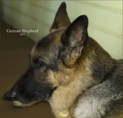 Healthy adult German Shepherd outdoors — fresh-food delivery is real nutrition; the question is whether the per-day math works for a large breed