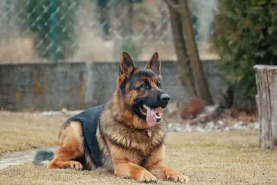 German Shepherd sitting in a green summer field