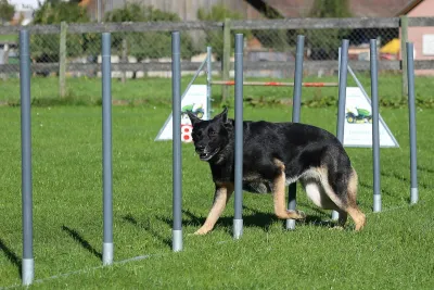 German Shepherd sitting on a leaf-covered autumn trail