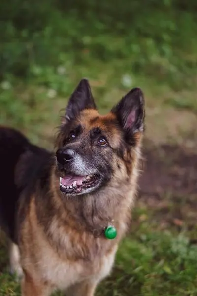 German Shepherd relaxing on garden grass