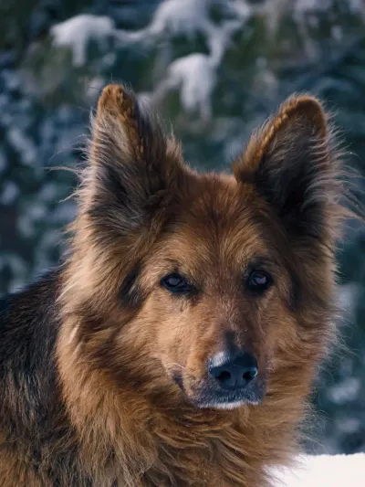 Brown and black German Shepherd portrait