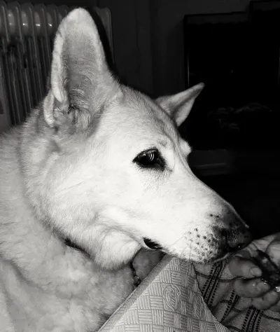 German Shepherd relaxing on garden grass