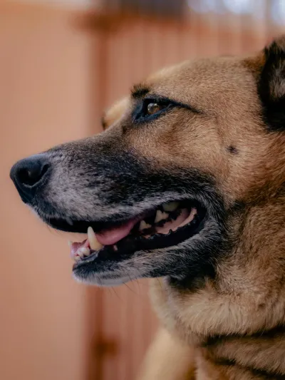 German Shepherd with a happy expression looking at camera
