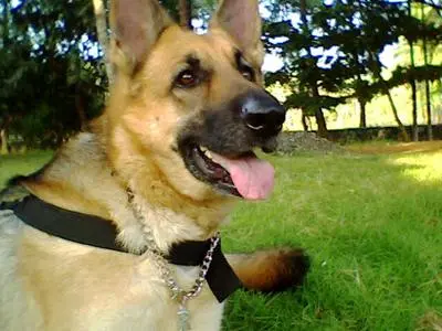 German Shepherd standing alert in profile, watching its surroundings