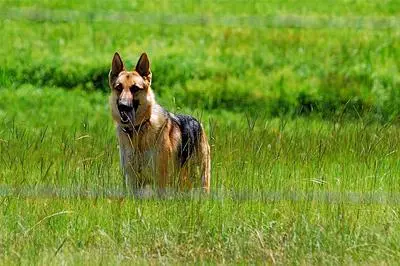 German Shepherd standing in an open field