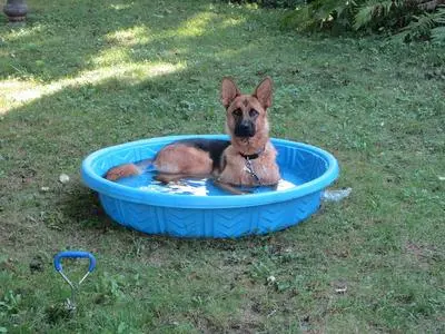 German Shepherd swimming in a pool — low-impact exercise that supports long-term joint health
