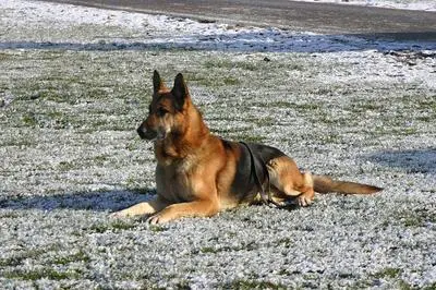 Adult German Shepherd lying calmly in snow — the settled adult most owners are waiting for