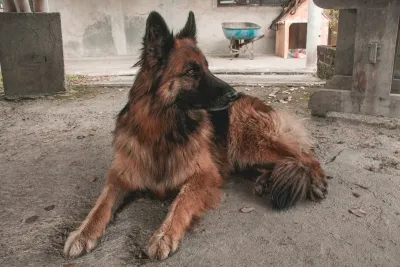 Adult German Shepherd lying calmly on a concrete floor indoors, the voluntary settled state the off-switch protocol is meant to produce