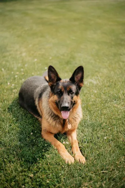 German Shepherd resting by a pond on a sunny day