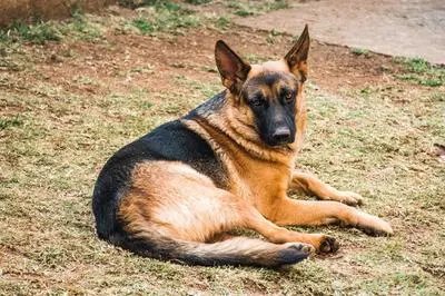 German Shepherd lying on the ground in dim light