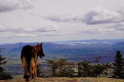 German Shepherd hiking on a mountain trail — sustained low-impact activity is the foundation of adult exercise for the breed