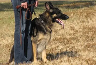 German Shepherd focused during an obedience training session