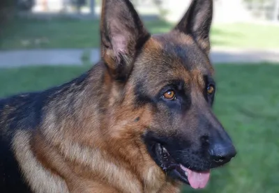 German Shepherd face studio portrait