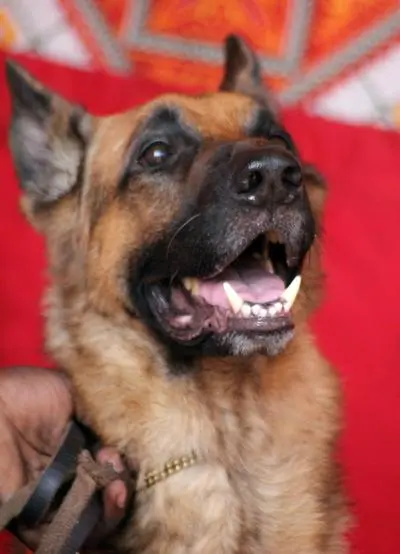 Alert German Shepherd standing outdoors