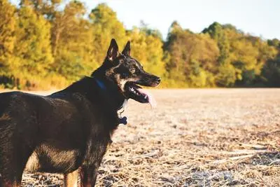 Mature German Shepherd standing in an autumn field
