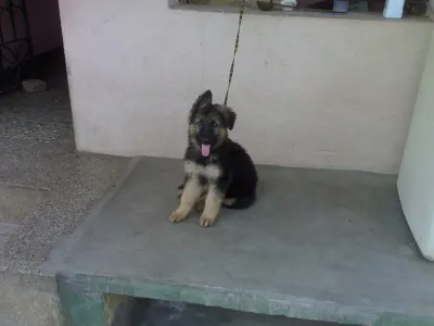 German Shepherd puppy at 15 weeks standing on a wooden deck