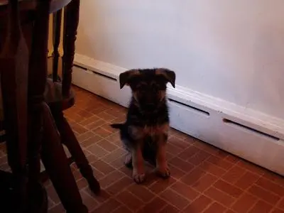 Eight-week-old German Shepherd puppy