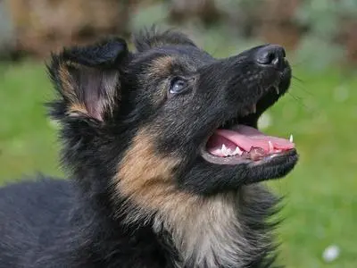 Eight-week-old German Shepherd puppy curled up on a soft pad, the kind of calm resting state crate training is meant to produce