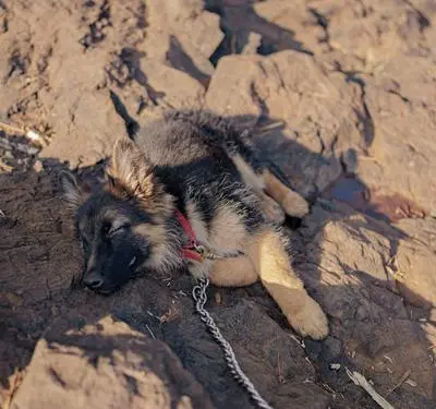 German Shepherd puppy sleeping in soft sunlight on a wooden floor