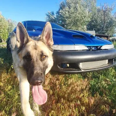 Young German Shepherd puppy with floppy ears looking at the camera