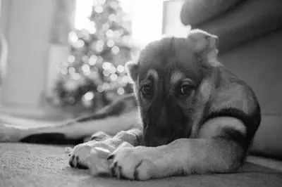 Young German Shepherd puppy chewing on a toy