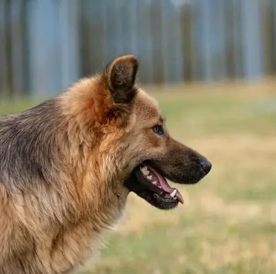 German Shepherd side view outdoors