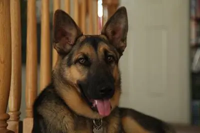 Adult German Shepherd sitting calmly indoors — relaxed indifference around the household cat is the goal of the introduction protocol